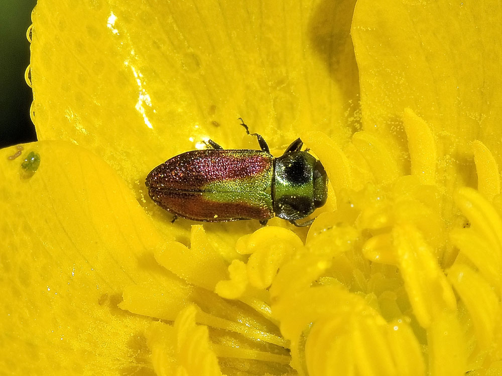 Anthaxia fulgurans?